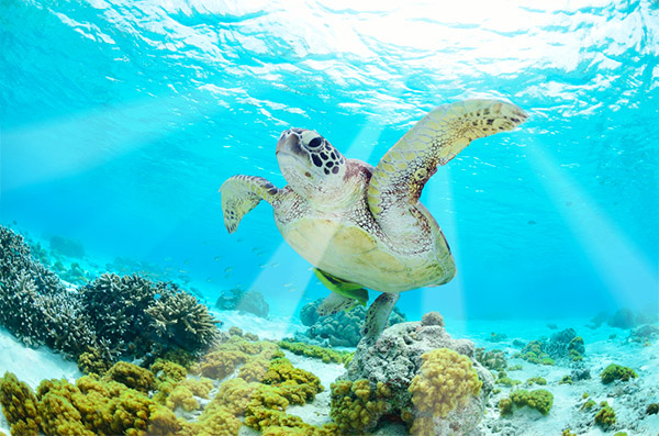Sea Turtle, Barbados