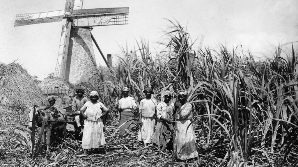 Sugar Cane Barbados
