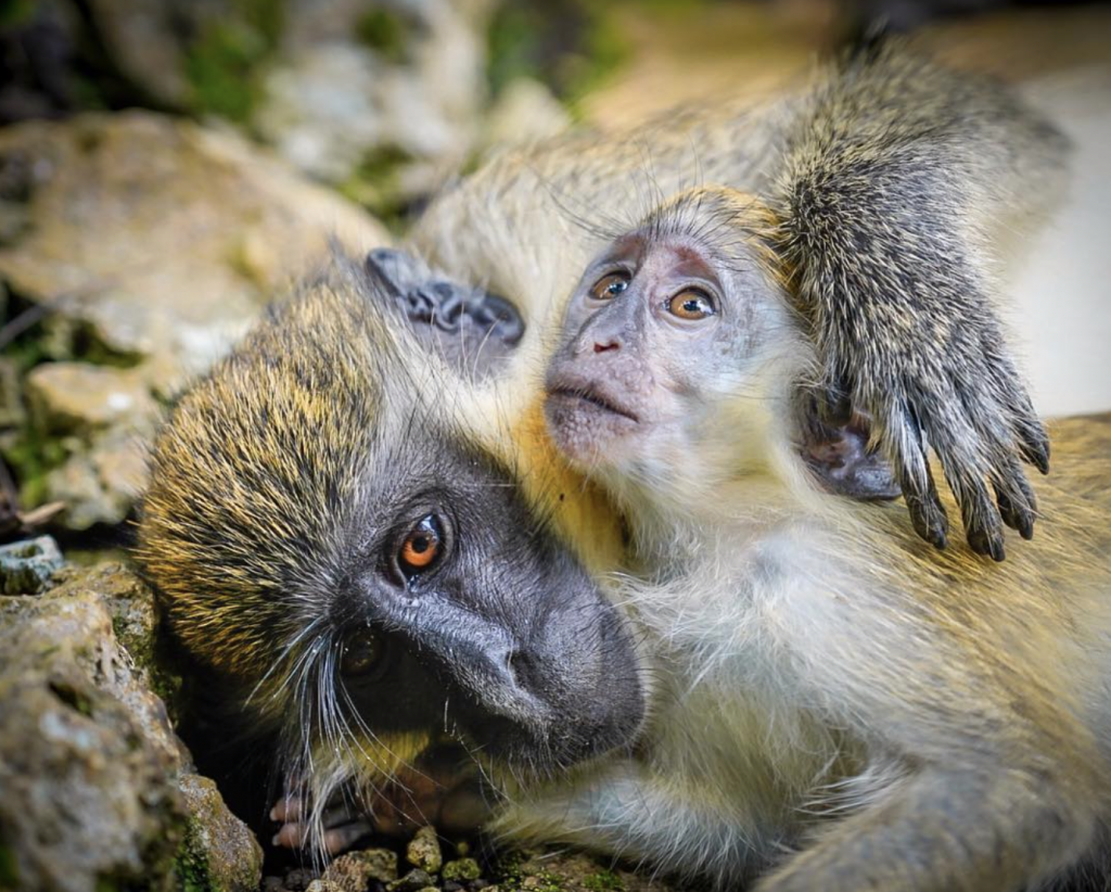 Barbados Green Monkey