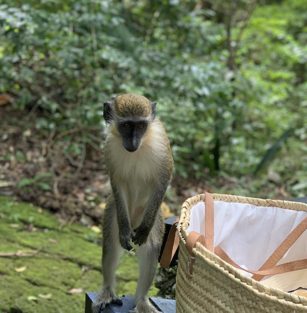 Barbados Monkey