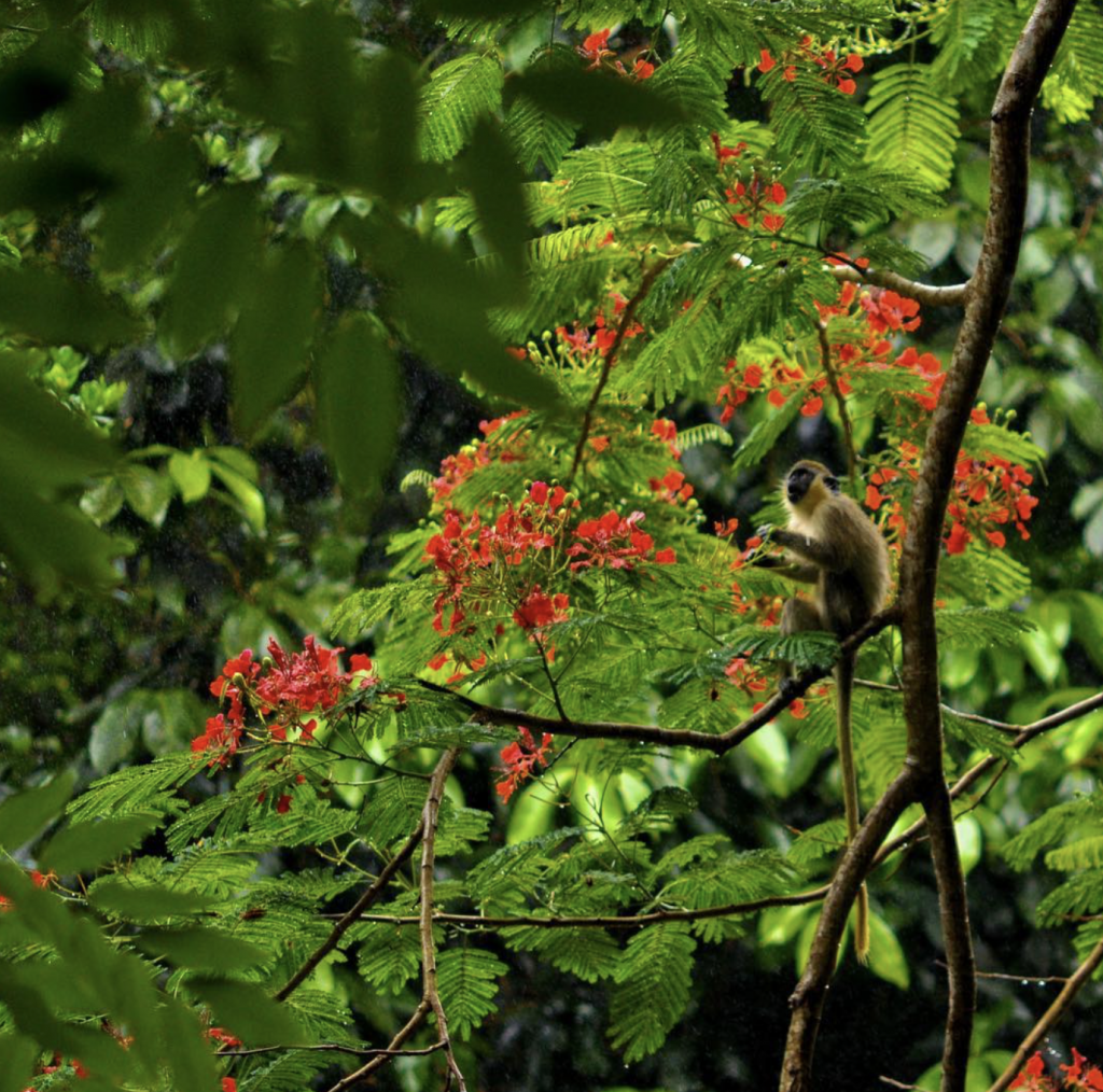 Monkey Wildlife