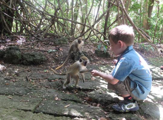 Green Monkey Barbados